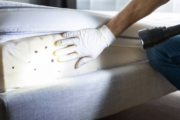 Best Flea Control Services  in East Norwich, NY